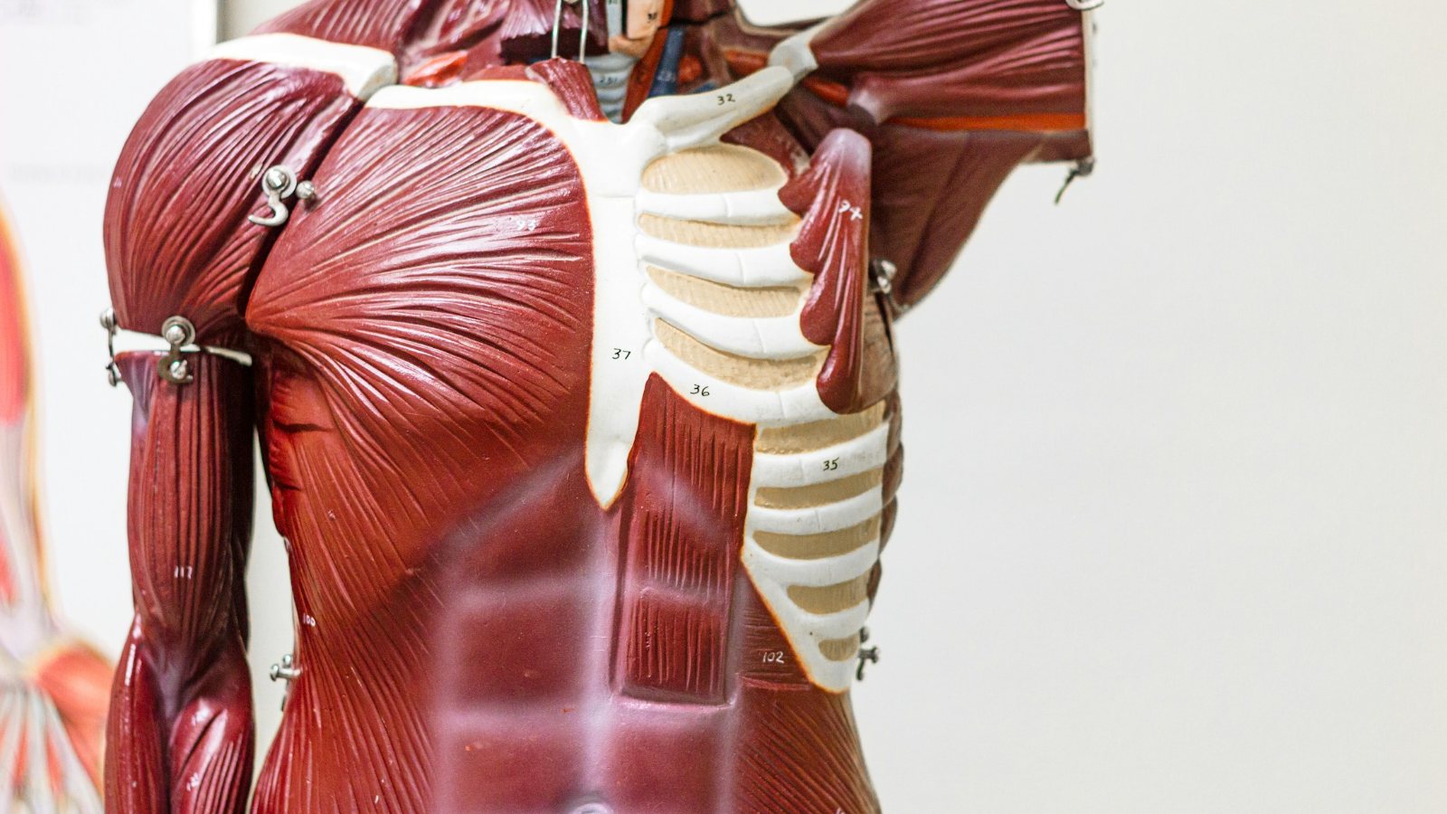 Model anatomiczny obręczy barkowej i mięśni stożka rotatorów