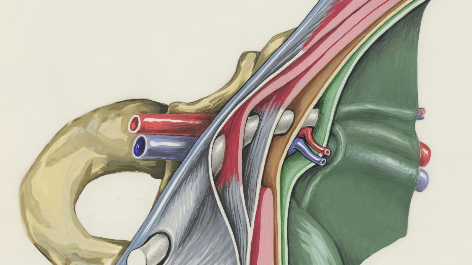 Ilustracja anatomiczna okolicy pośladkowej i przebiegu nerwu kulszowego