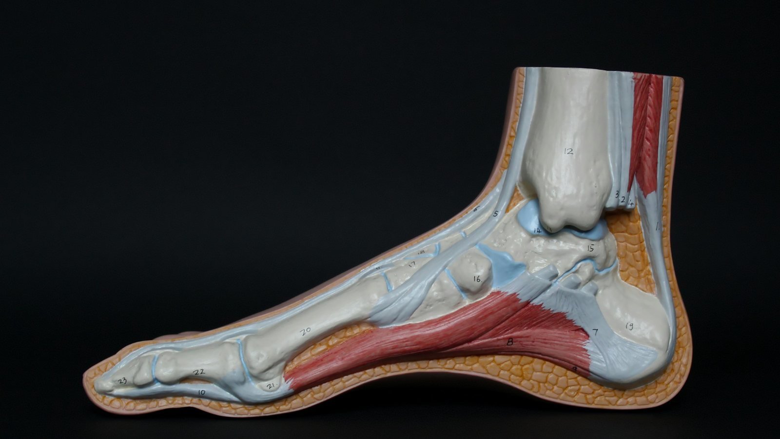 Model anatomiczny stopy z rozcięgnem podeszwowym